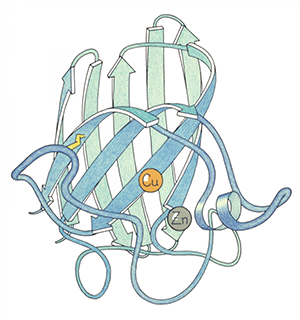 Jane Richardson's ribbon drawing of Cu,Zn superoxide dismutase, ink outline with colored pencil.